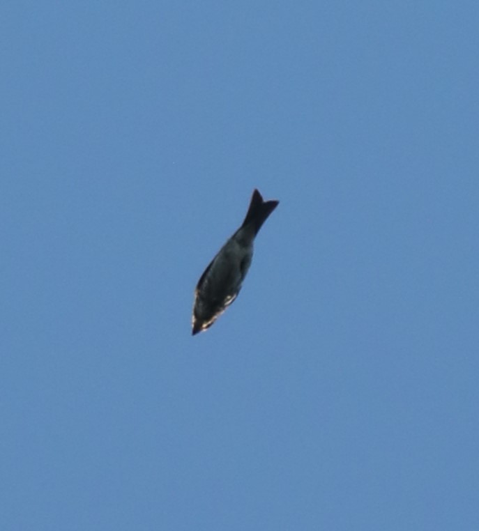 Purple Finch (Eastern) - ML475236761