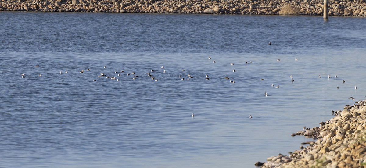 Red-necked Phalarope - ML475238231