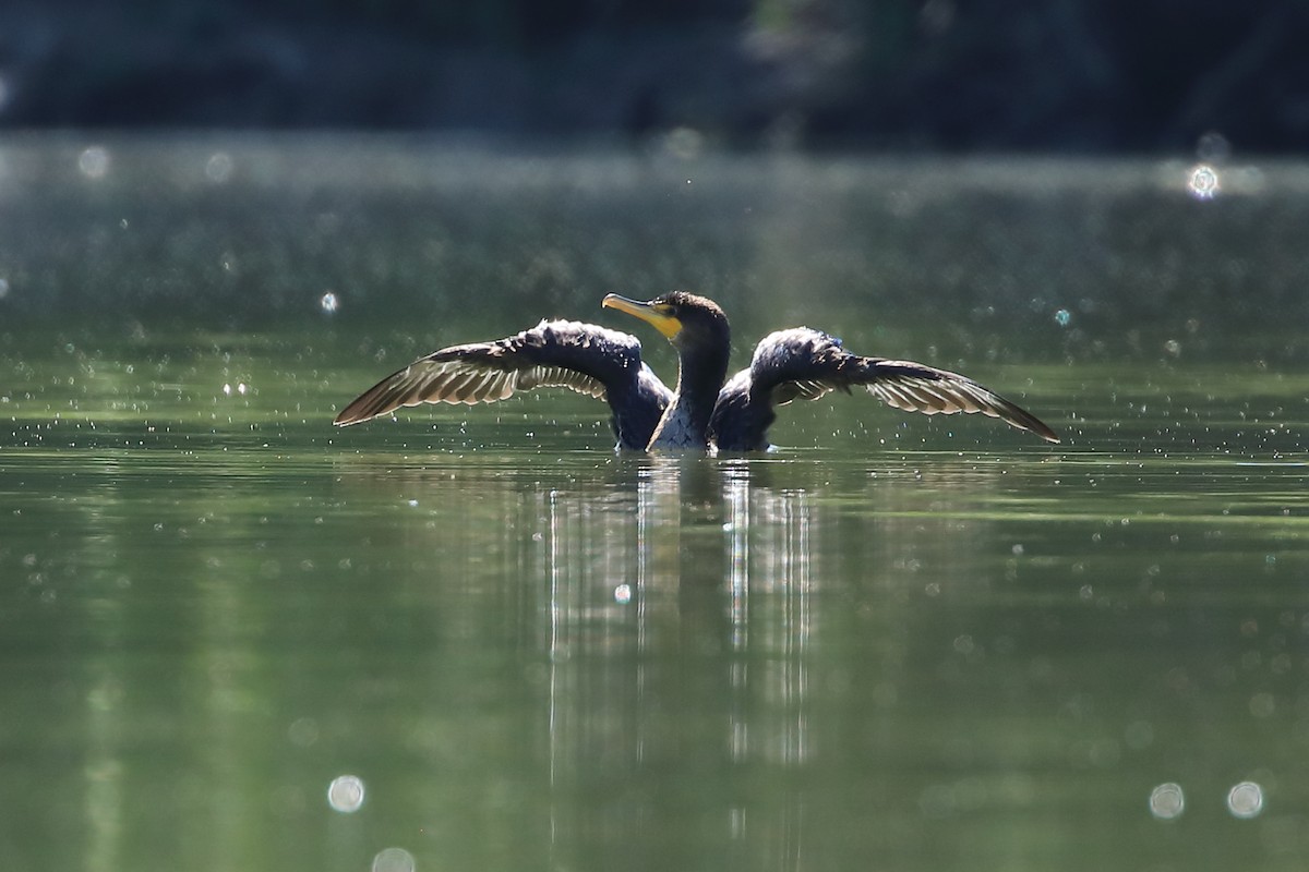 Double-crested Cormorant - ML475239501