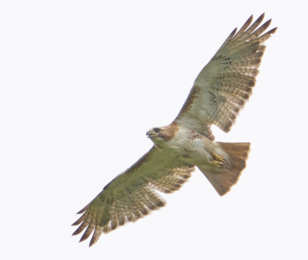 Red-tailed Hawk - ML475239821