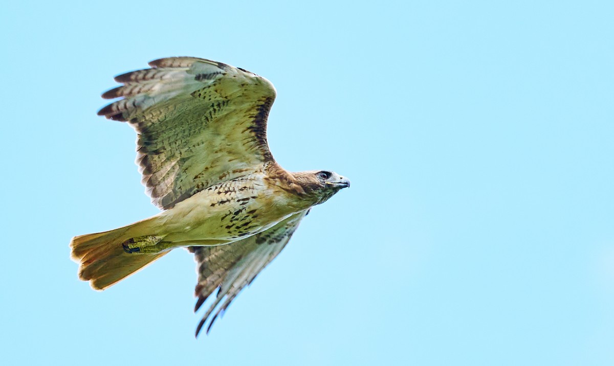 Red-tailed Hawk - ML475239841