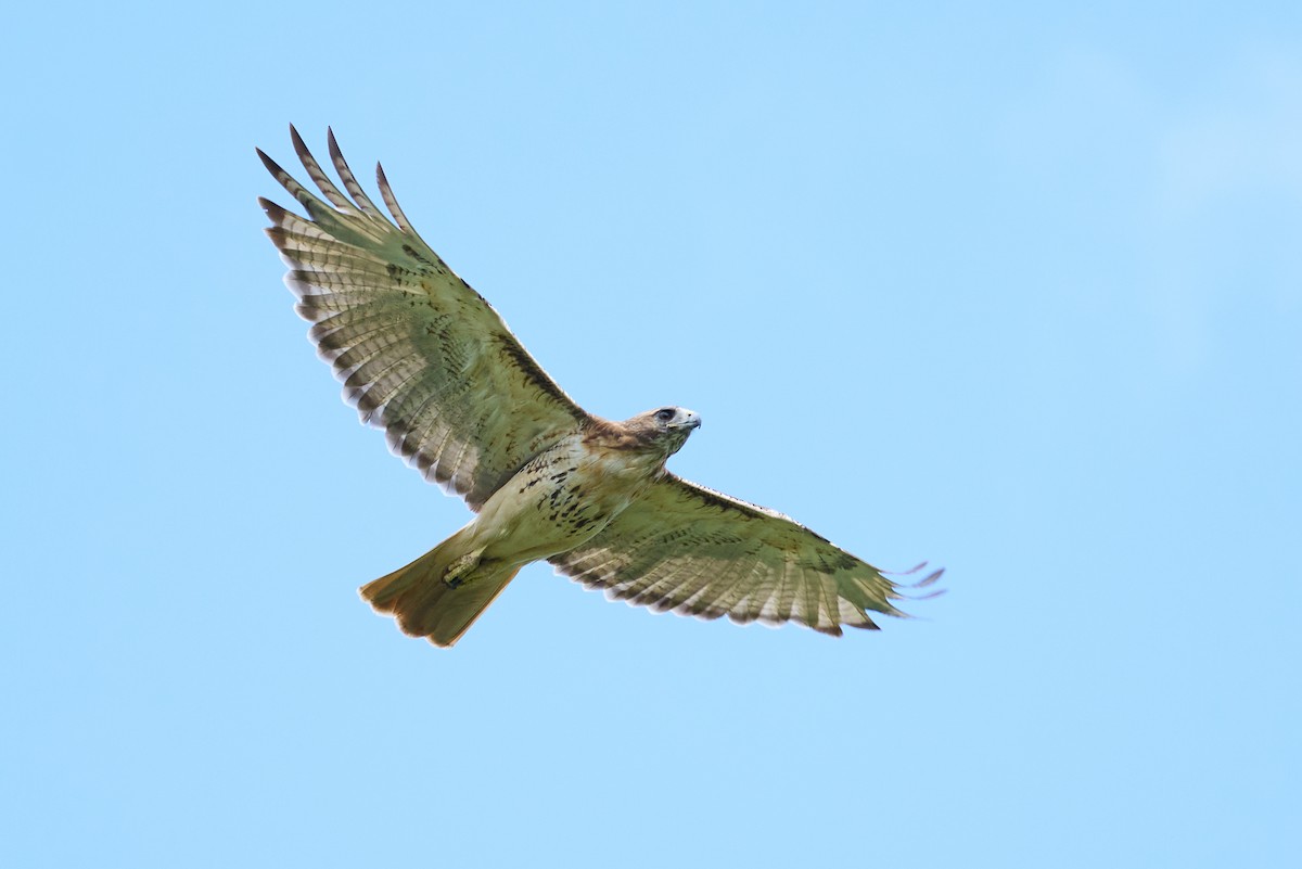 Red-tailed Hawk - ML475239851
