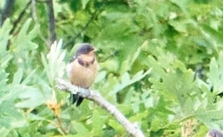 Barn Swallow - ML475240011