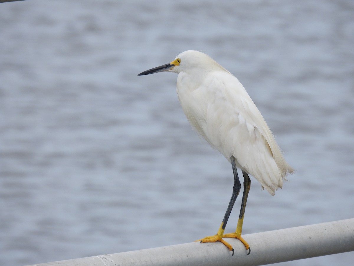 Snowy Egret - Victor Lefevre