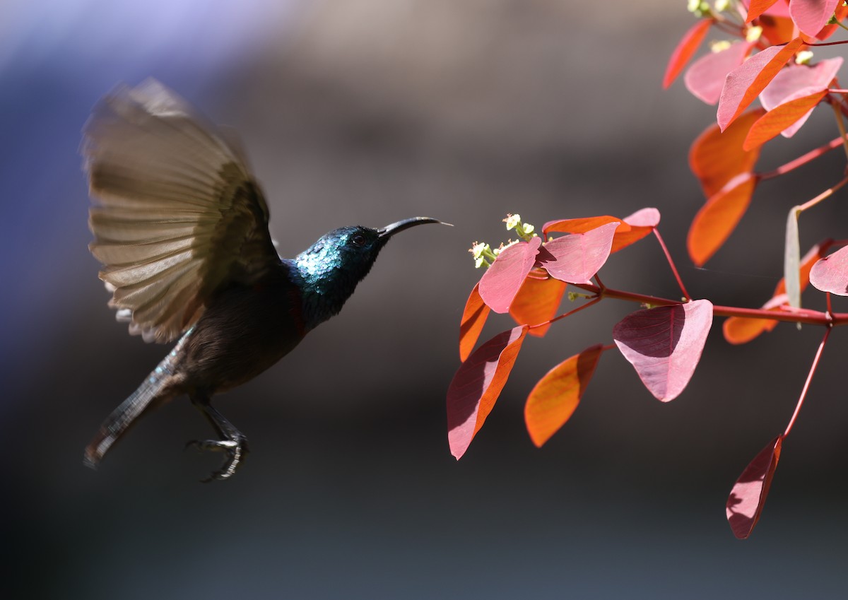 Anjouannektarvogel - ML475240821