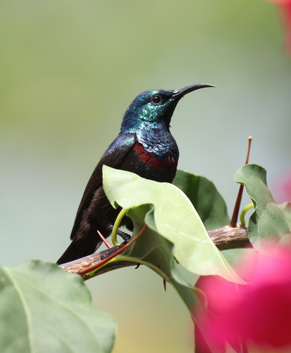 Anjouan Sunbird - Kasper R. Berg