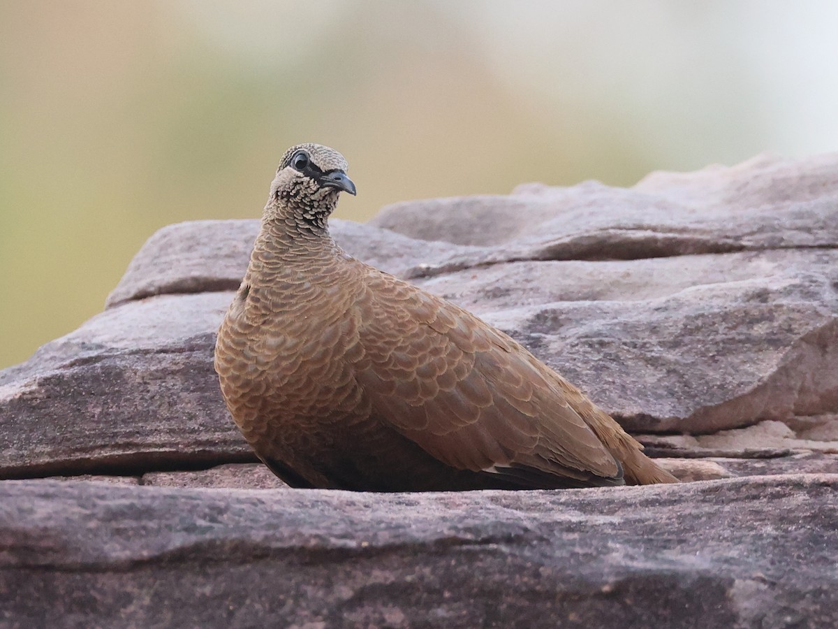 White-quilled Rock-Pigeon - ML475241221