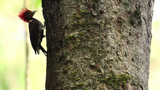 Helmeted Woodpecker - ML475243