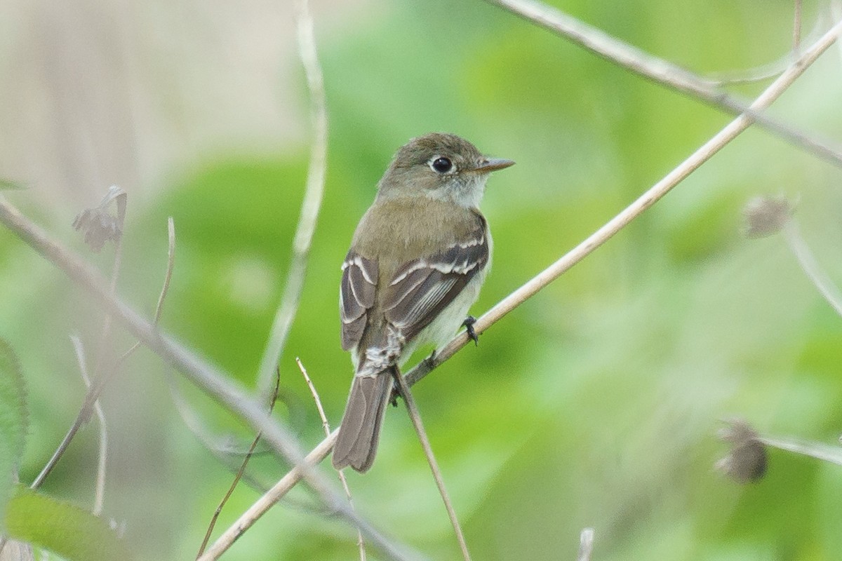 Least Flycatcher - ML475243611