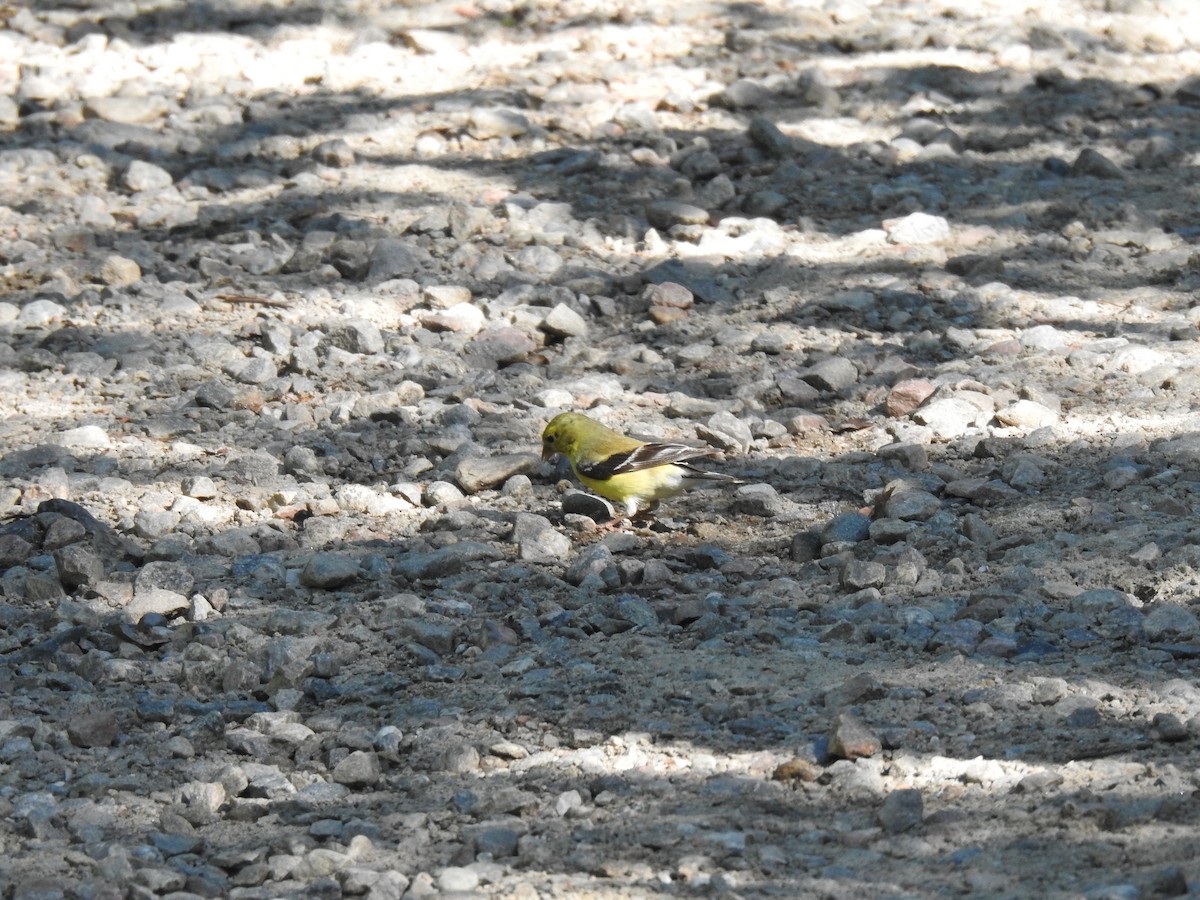 American Goldfinch - valerie pelchat