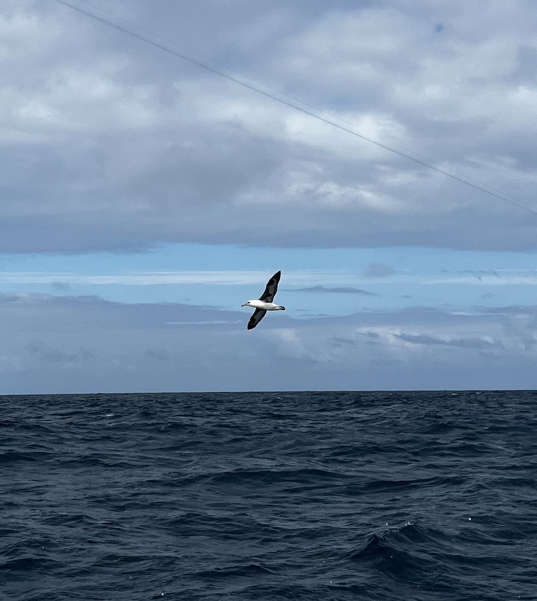 Laysan Albatross - ML475244461