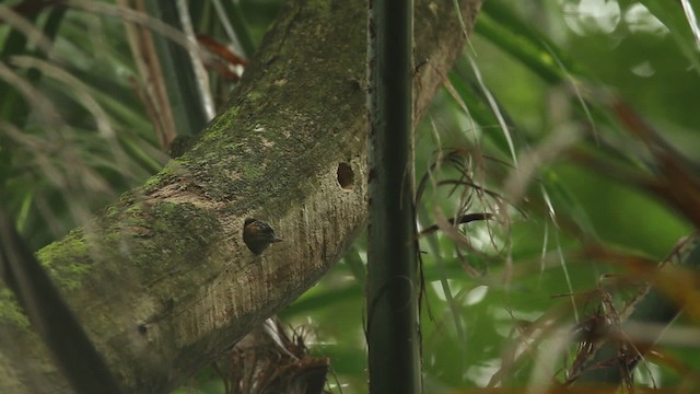 Ochre-collared Piculet - ML475245