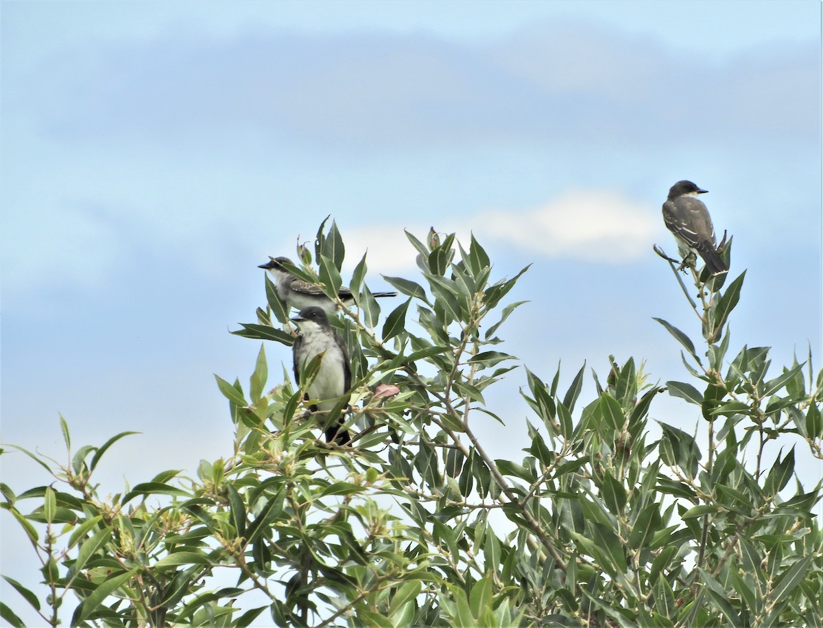 Eastern Kingbird - Mark Strittmatter