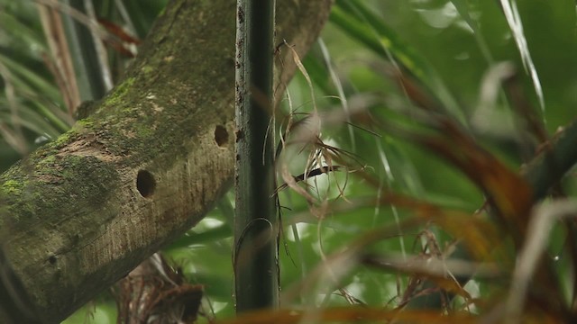 Ochre-collared Piculet - ML475246