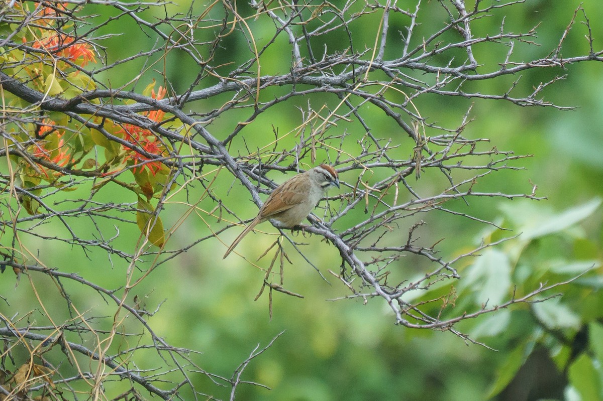 Rusty Sparrow - ML475246311