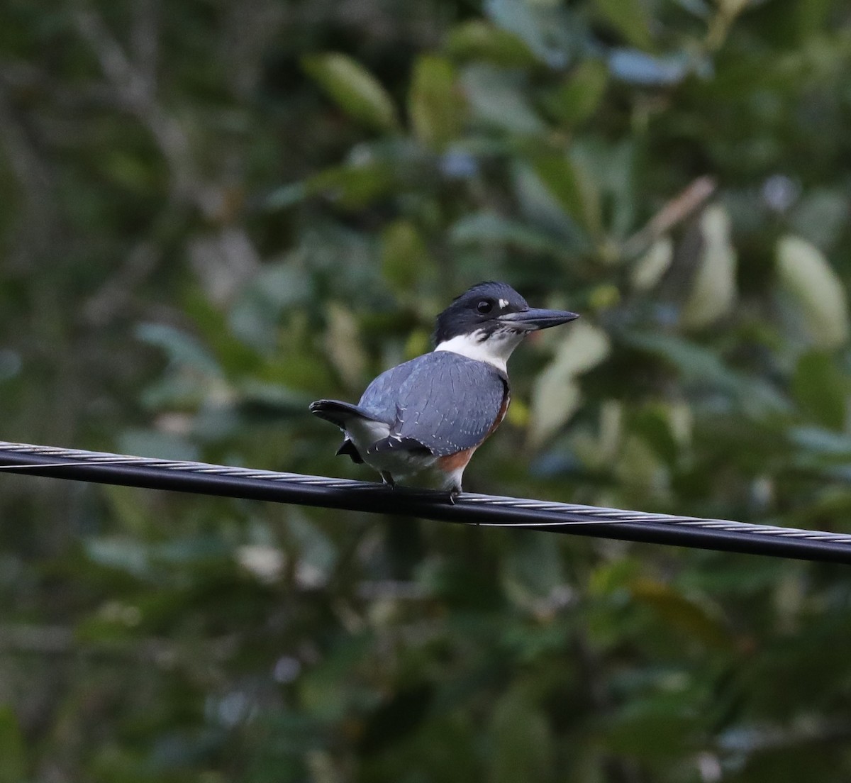 Belted Kingfisher - ML475247211