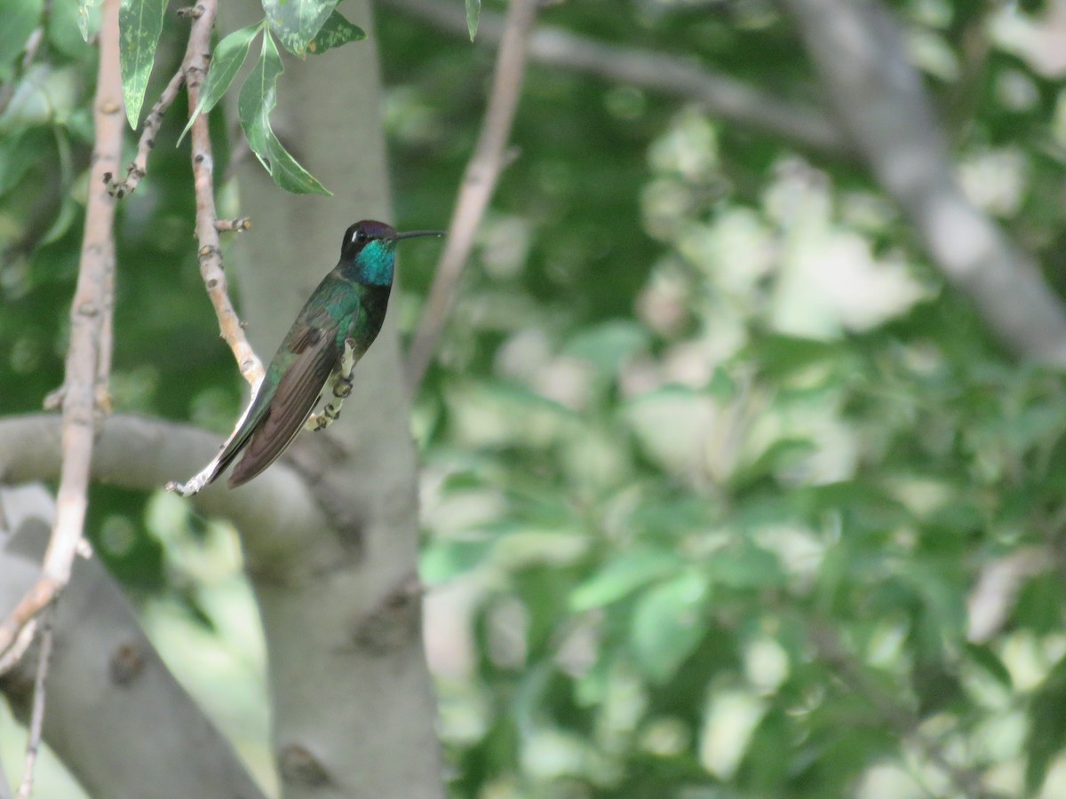Rivoli's Hummingbird - ML475247591
