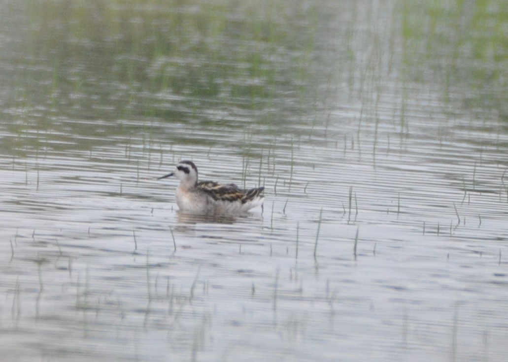 svømmesnipe - ML475248231