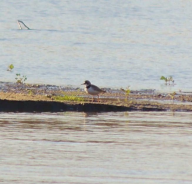 Collared Plover - Daniel Lescano