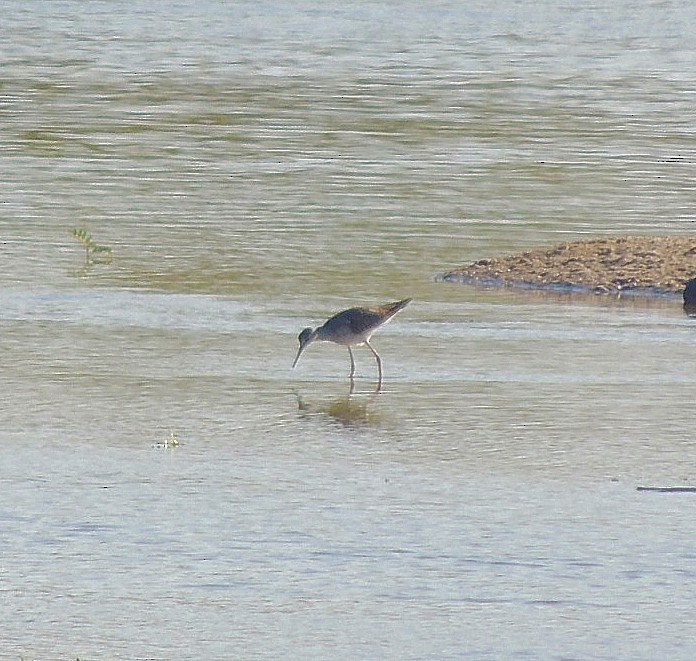 Lesser Yellowlegs - ML475248721