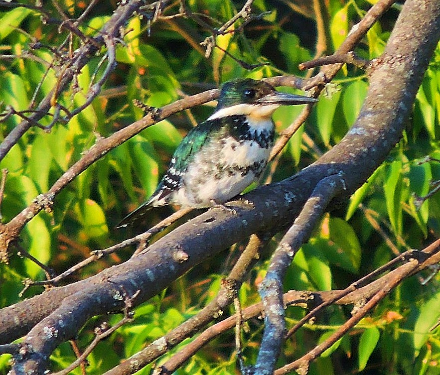 Green Kingfisher - ML475249061