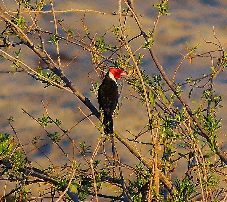 Yellow-billed Cardinal - ML475249491