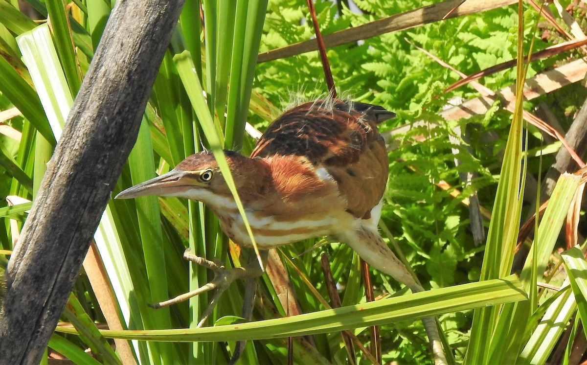 Least Bittern - Rob Speirs