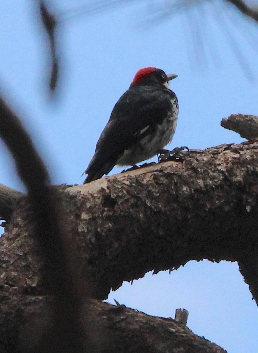 Acorn Woodpecker - ML475250281