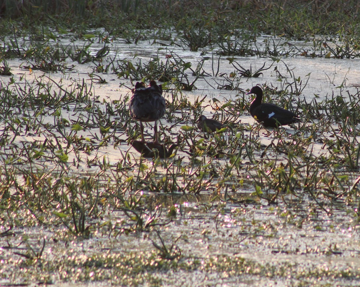 Southern Screamer - ML475251691