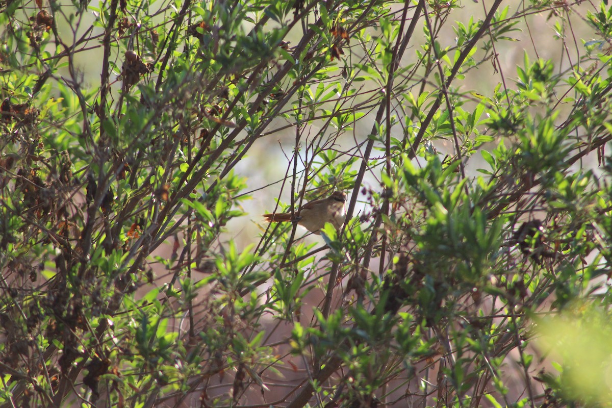 Yellow-chinned Spinetail - ML475252701