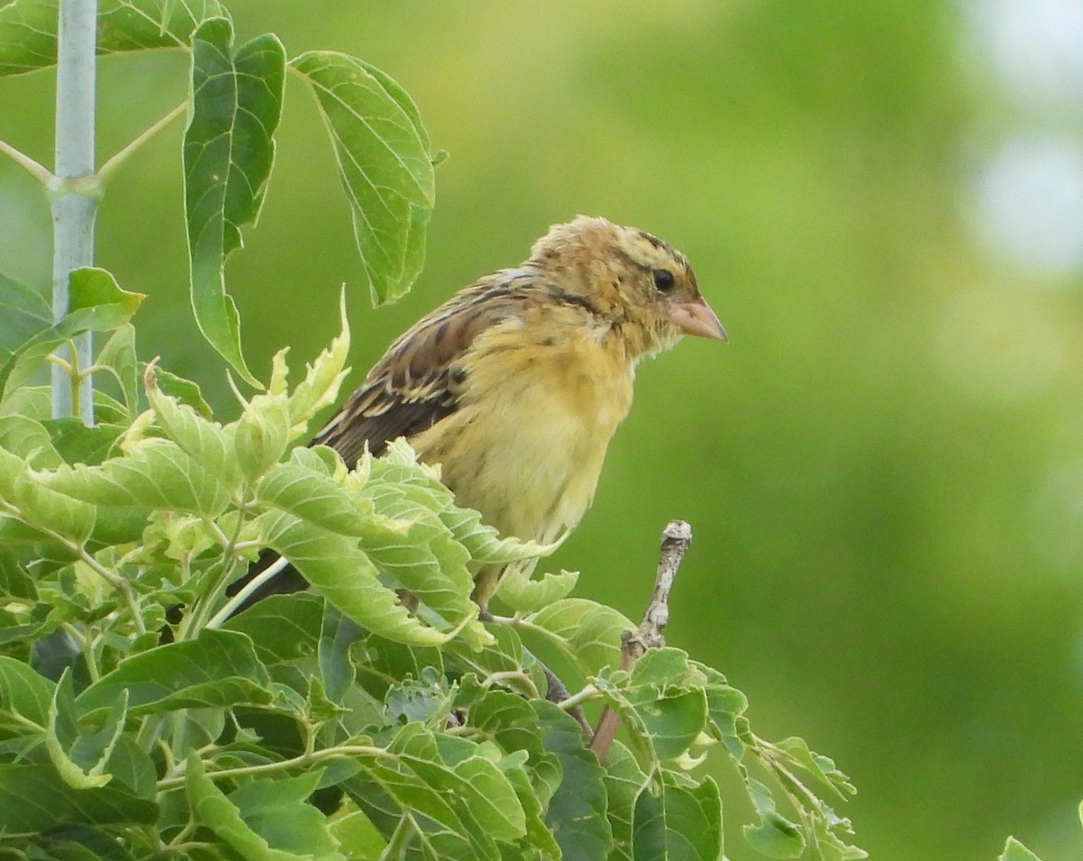 Bobolink - ML475254321