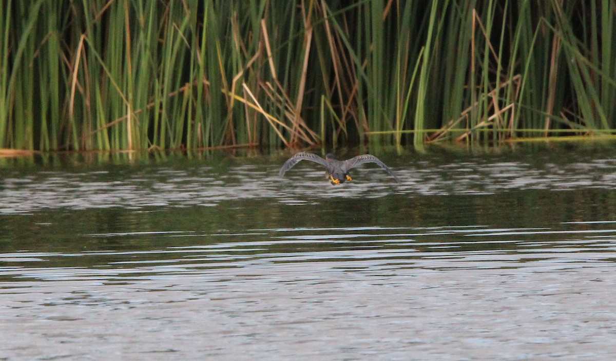 Green Heron - ML475254531