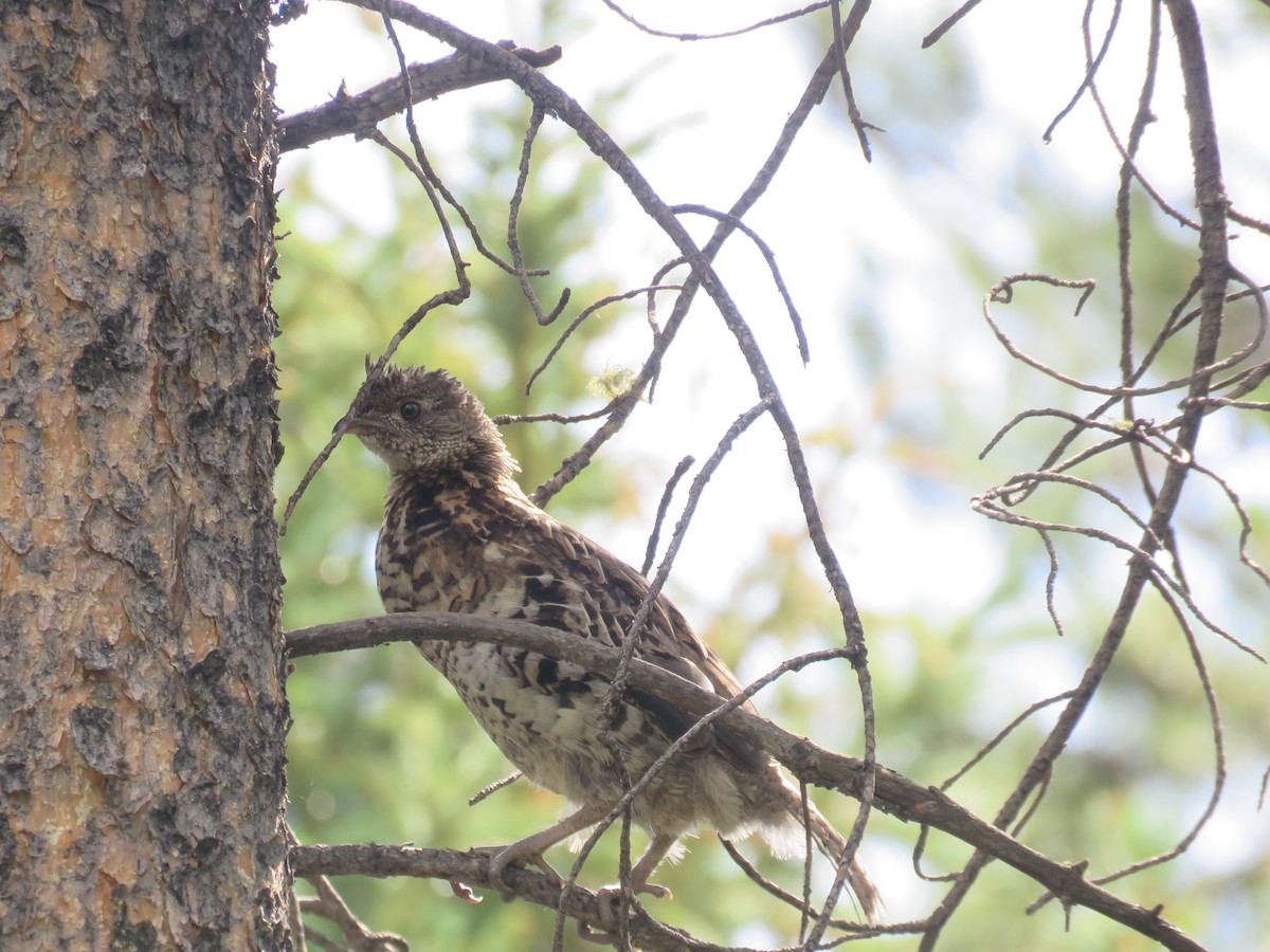 Ruffed Grouse - ML475254751