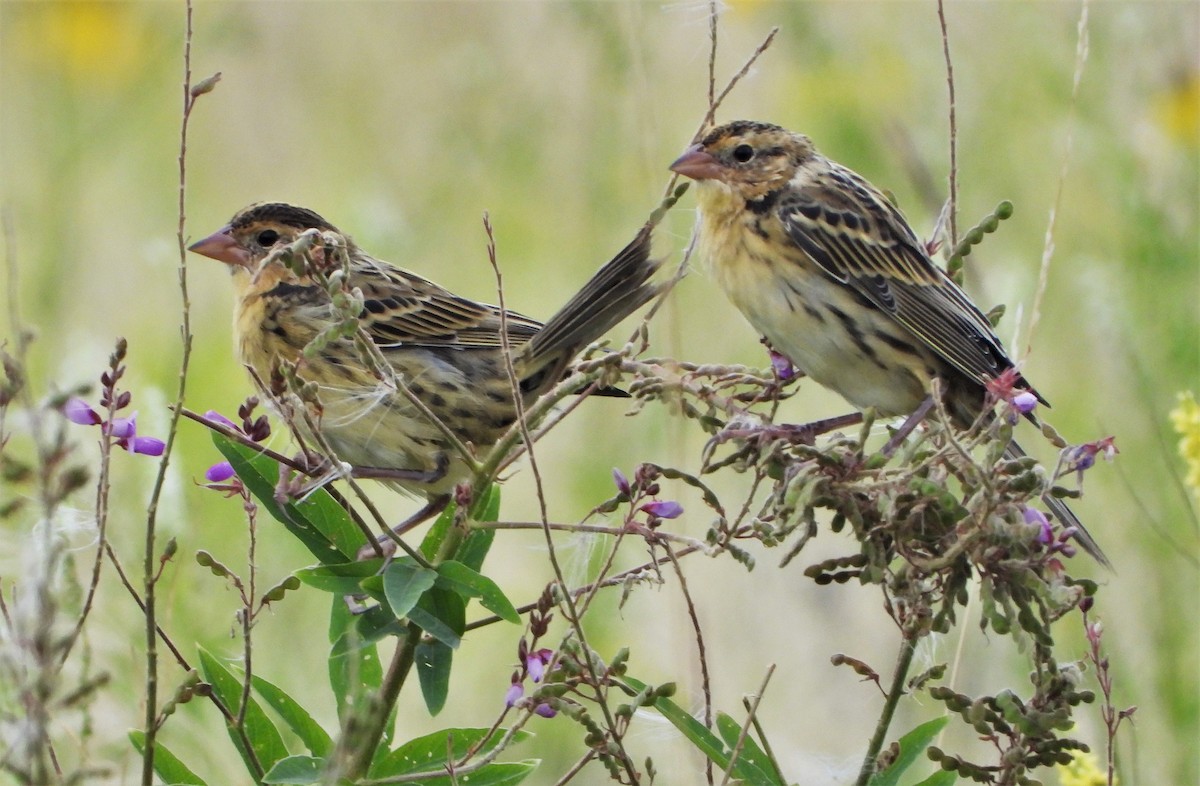 Bobolink - ML475254871