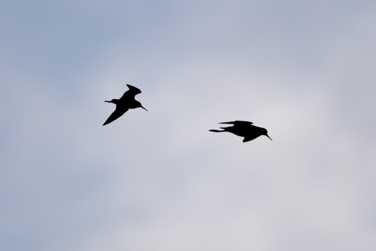 Stilt Sandpiper - Cory Gregory