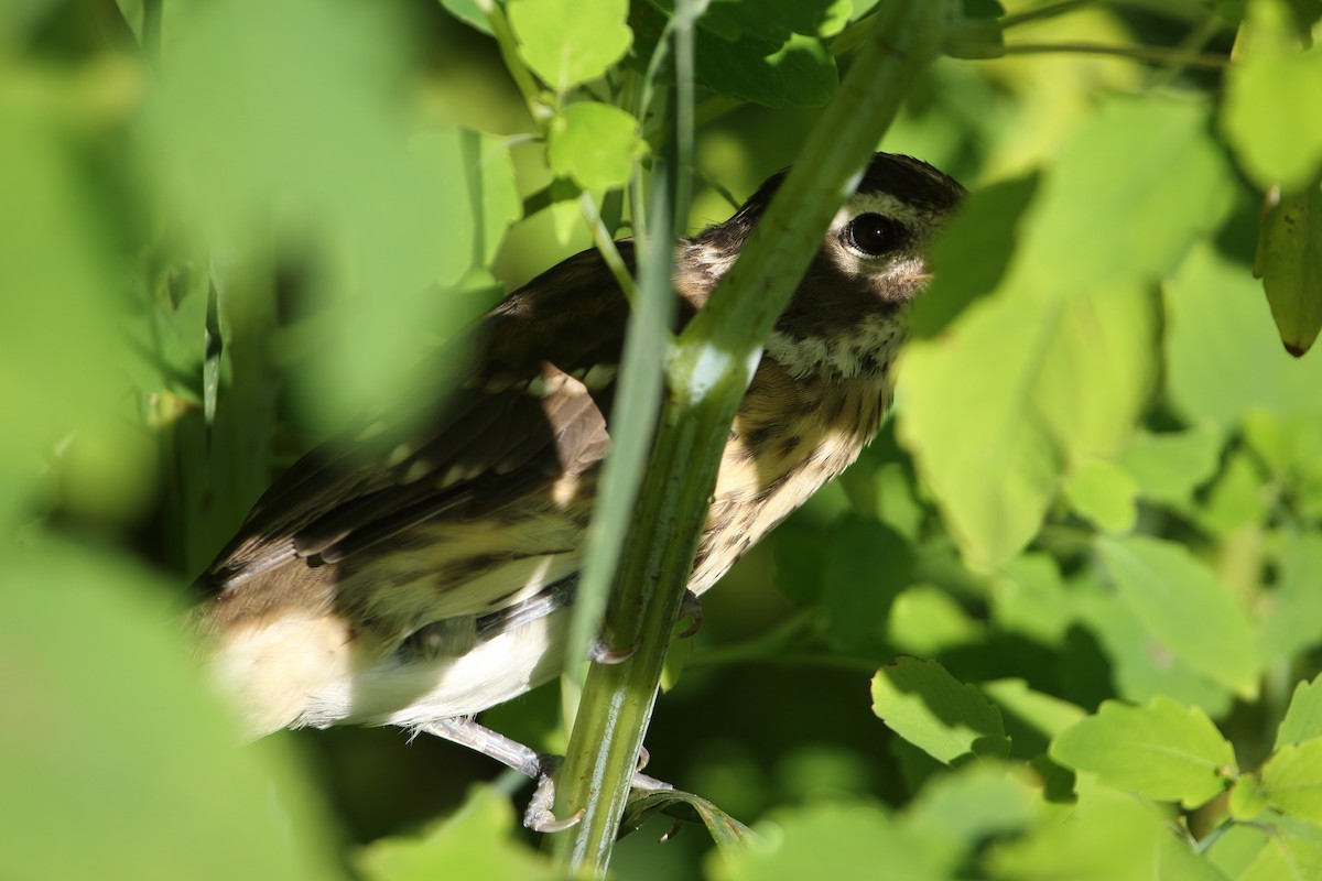 Rose-breasted Grosbeak - ML475257781