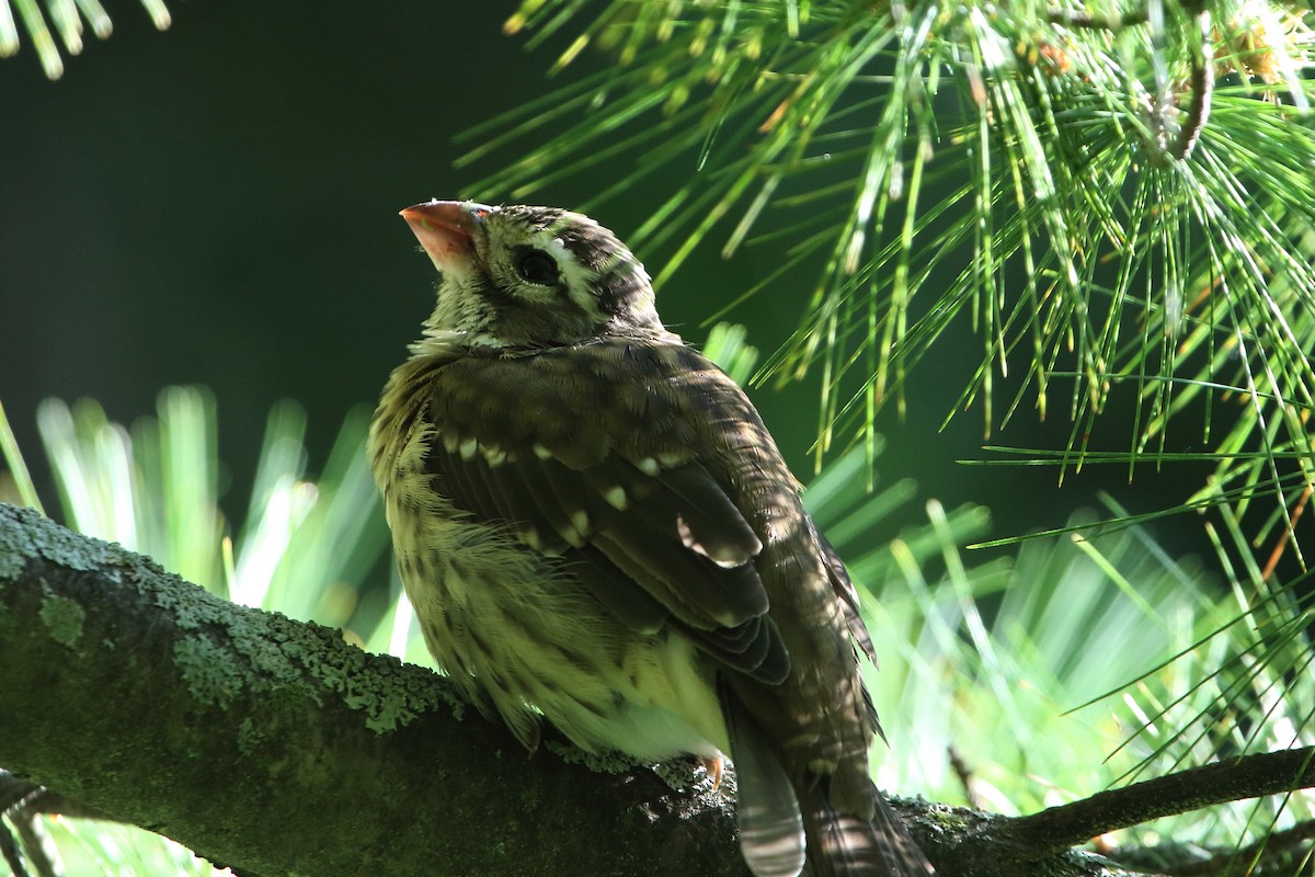 Rose-breasted Grosbeak - ML475257811