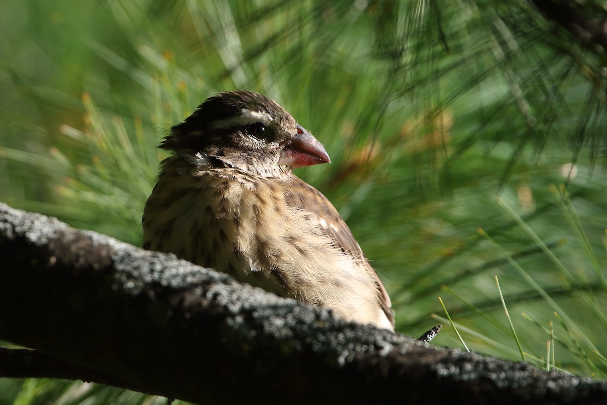 Rose-breasted Grosbeak - ML475257821