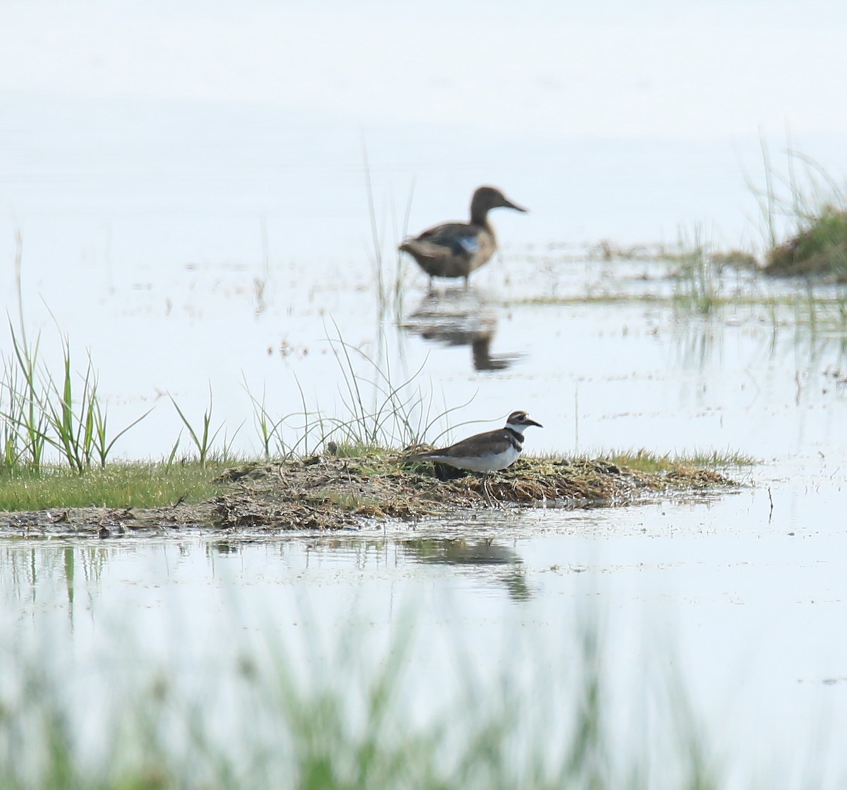 Killdeer - ML475257891