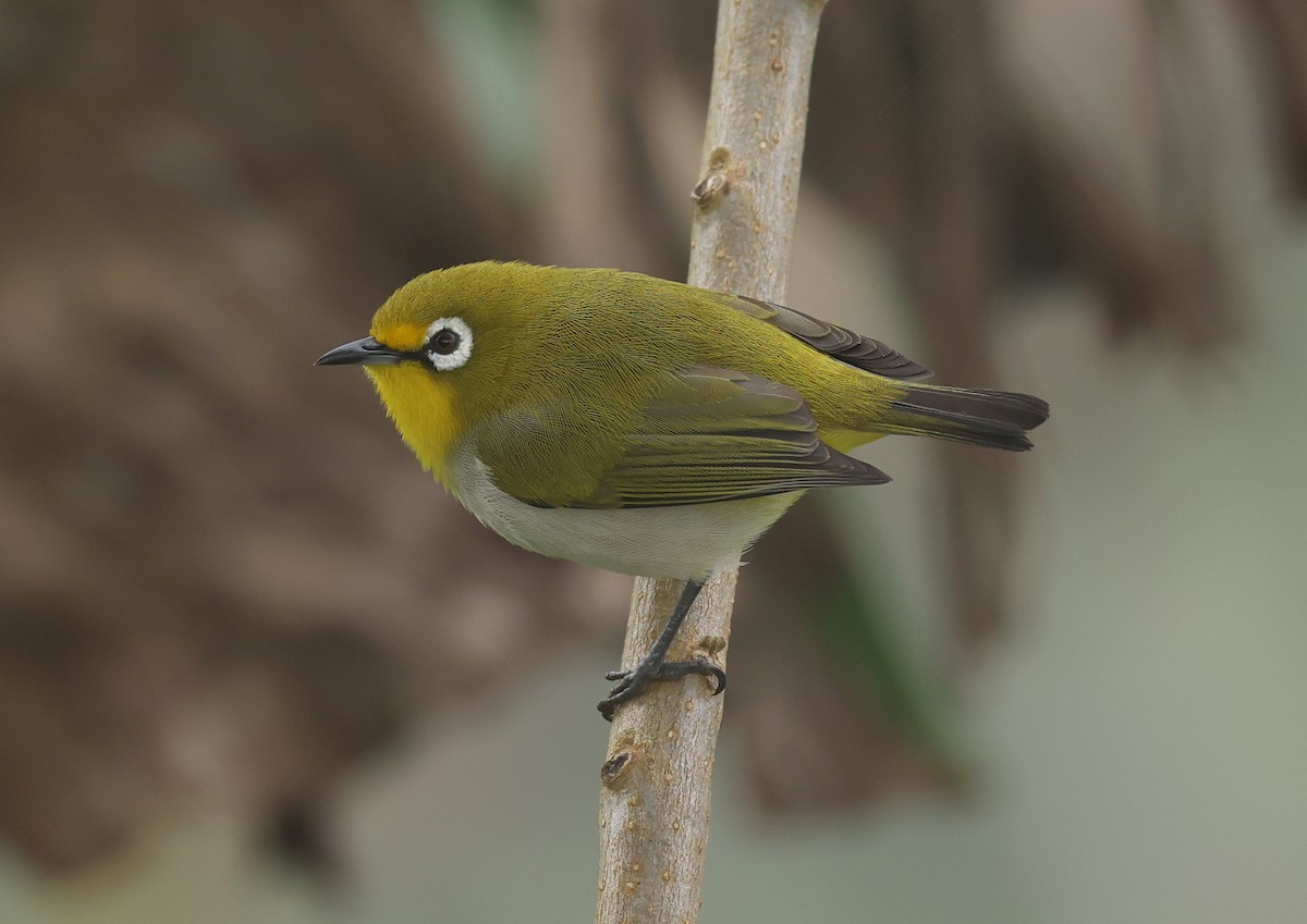 Anjouan White-eye - Kasper R. Berg