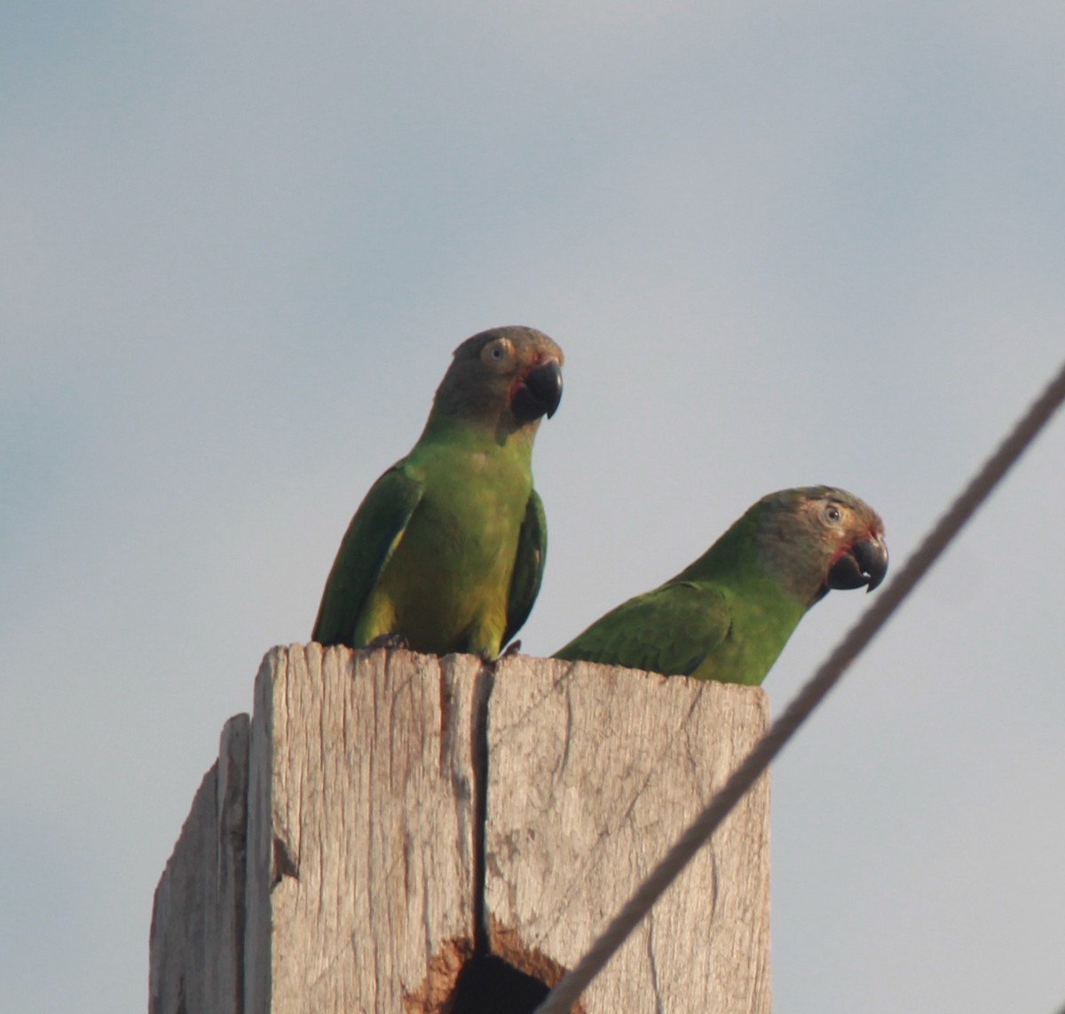 Aratinga Cabecifusca - ML475258431