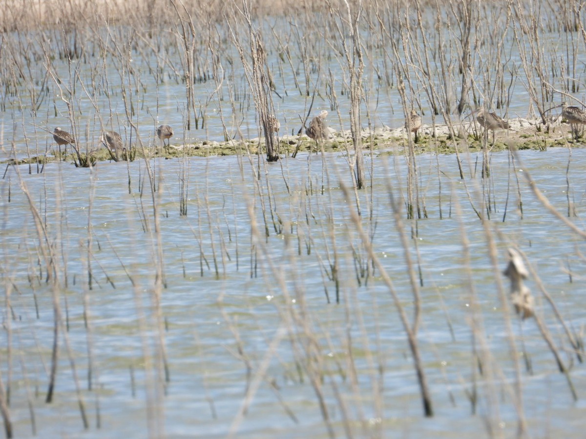 Rostbrachvogel - ML475260091