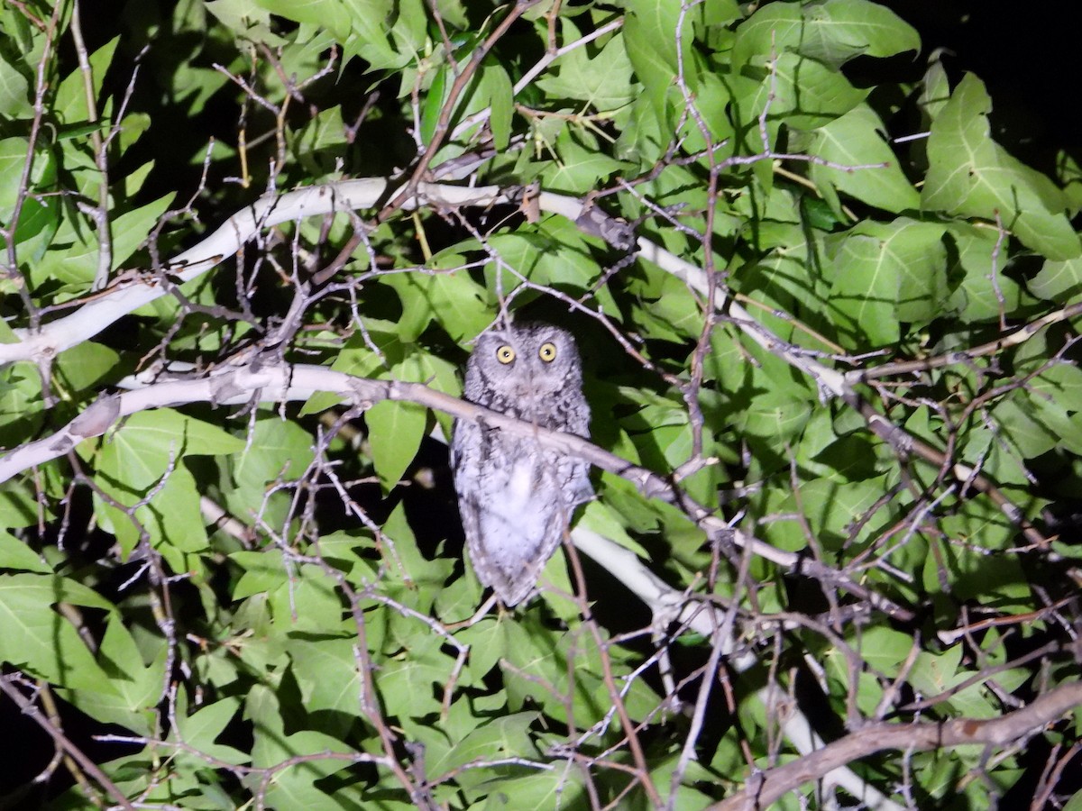 Whiskered Screech-Owl - ML475260691