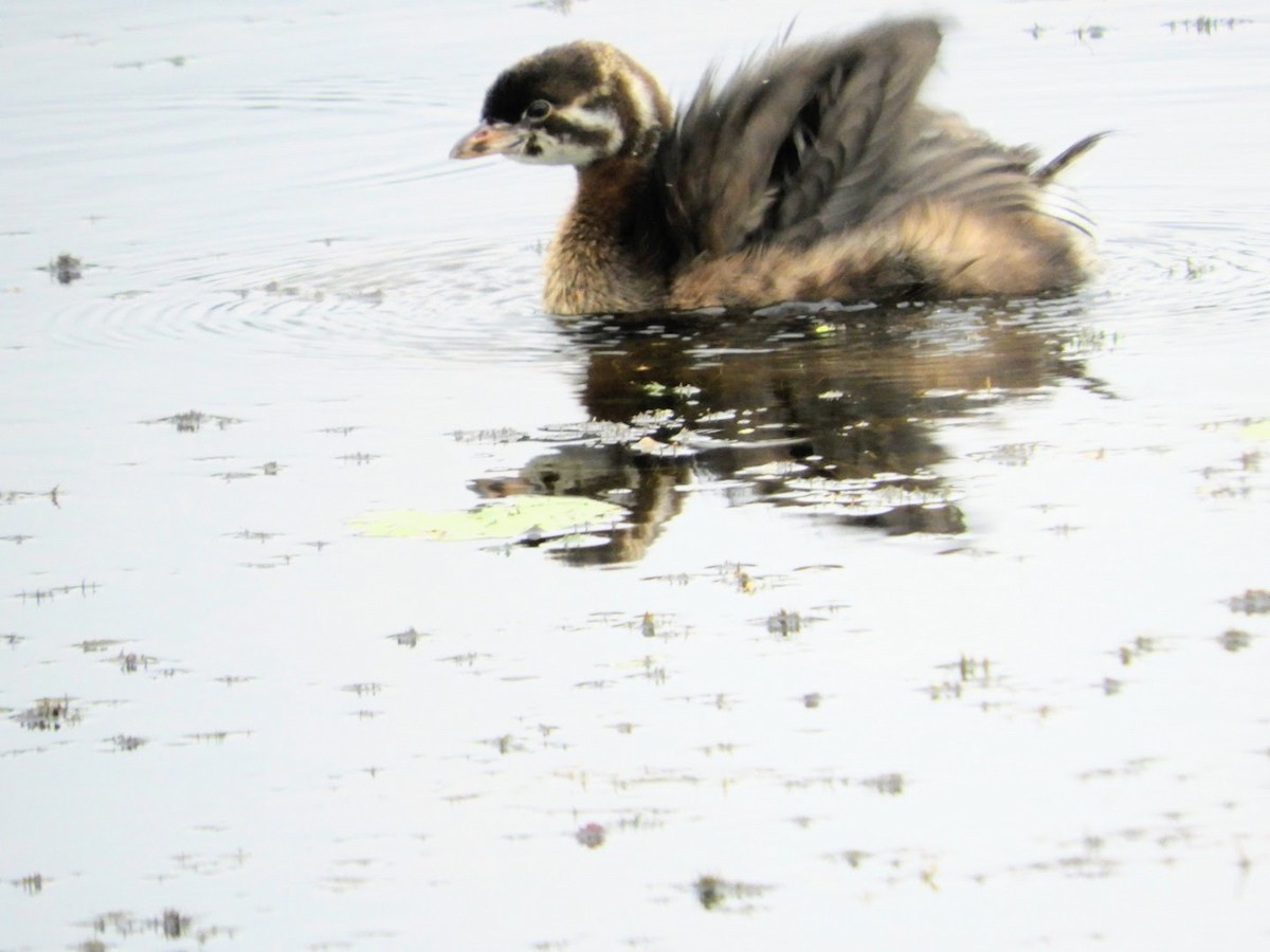 Pied-billed Grebe - ML475261031