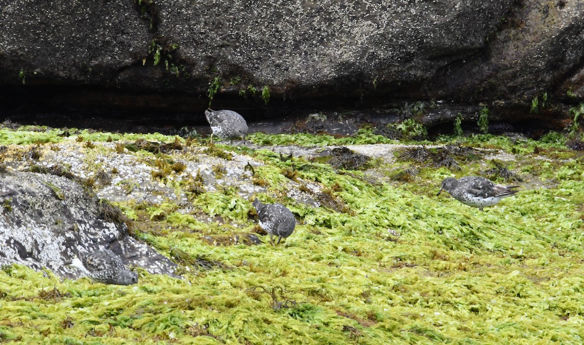 Surfbird - John Cooper