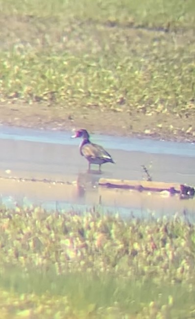 アメリカオシ - ML475264511