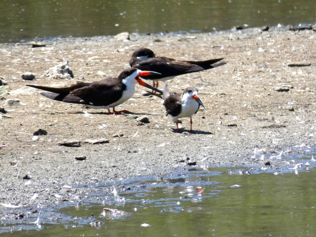 Black Skimmer - ML475264571