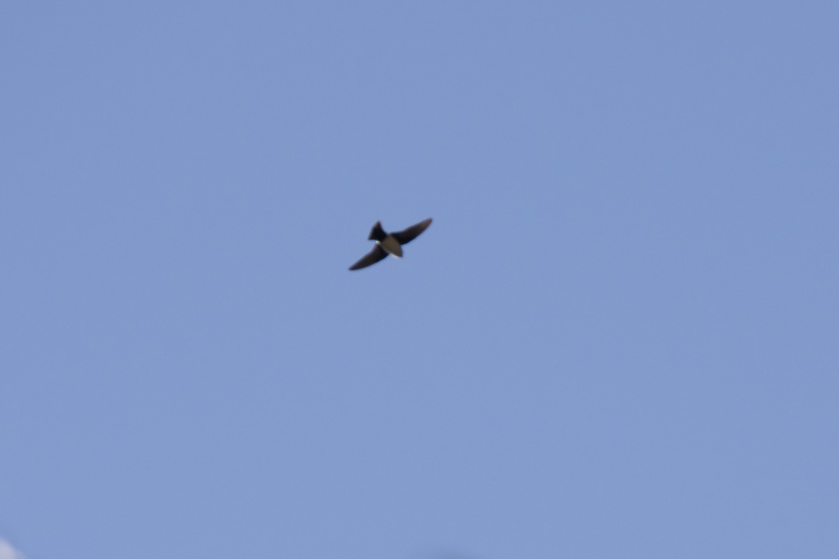 Nepal House-Martin - ML475264581