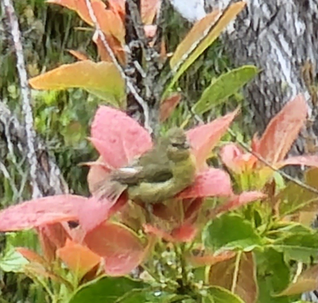 Hawaii-Amakihikleidervogel - ML475264611