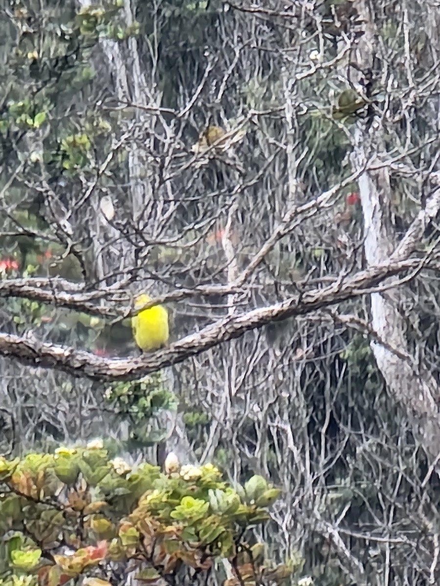 Hawaii-Amakihikleidervogel - ML475265351